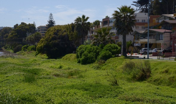 Municipio de Viña del Mar ingresó solicitud para que estero de Reñaca sea protegido y declarado humedal urbano 