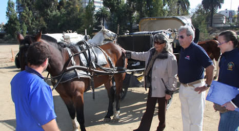 Alcaldesa Virginia Reginato anunció nuevas y estrictas medidas de fiscalización a los Coches Victorias