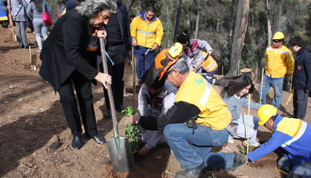Inicio de reforestación de Quinta Vergara fue encabezada por alcaldesa Virginia Reginato