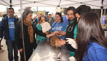 Cuidado de  mascotas afectadas por incendio fue potenciado con Clínica móvil  que llevó alcaldesa Virginia Reginato