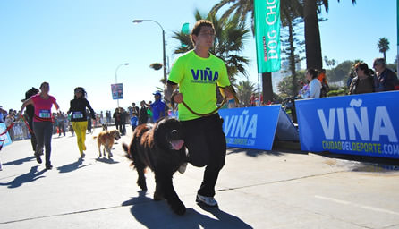 Este domingo se inician oficialmente las Perrorunnings organizada por la Municipalidad de Viña del Mar