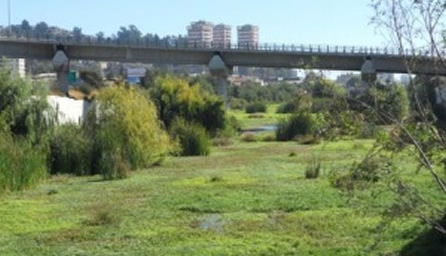 Municipalidad de Viña del Mar aclara situación de humedal en el estero