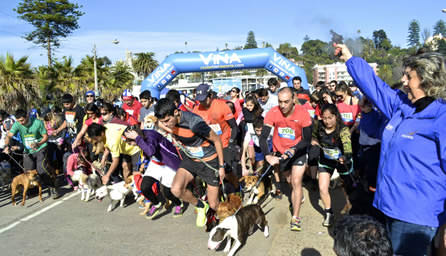 Municipalidad de Viña del Mar invita a nueva jornada de Perrorunning, “Corre con tu Mascota”