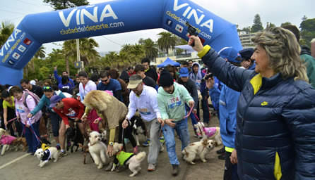 Medio millar de participantes tuvo tercera Perrorunning de la Municipalidad de Viña del Mar