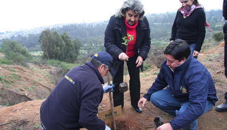Municipio de Viña del Mar inició proceso de reforestación de Parque Padre Hurtado