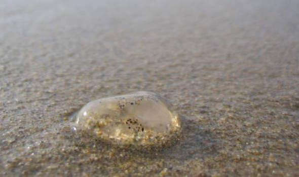 Llamado a la tranquilidad realizó alcaldesa Virginia Reginato por presencia de medusa en playas de Viña del Mar