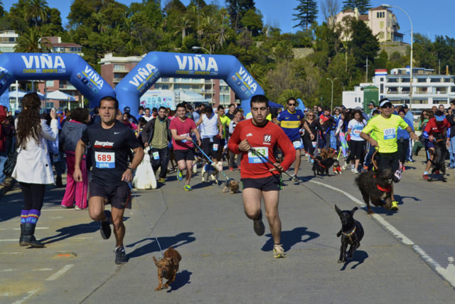 Con Perrorunning dieciochera, Municipalidad de Viña del Mar inició celebración de Fiestas Patrias