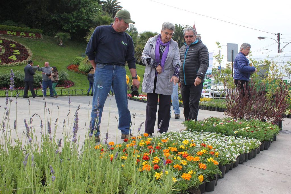 Imagen principal: Viña del Mar recibe la primavera con renovación de flores en parques, jardines y áreas verdes