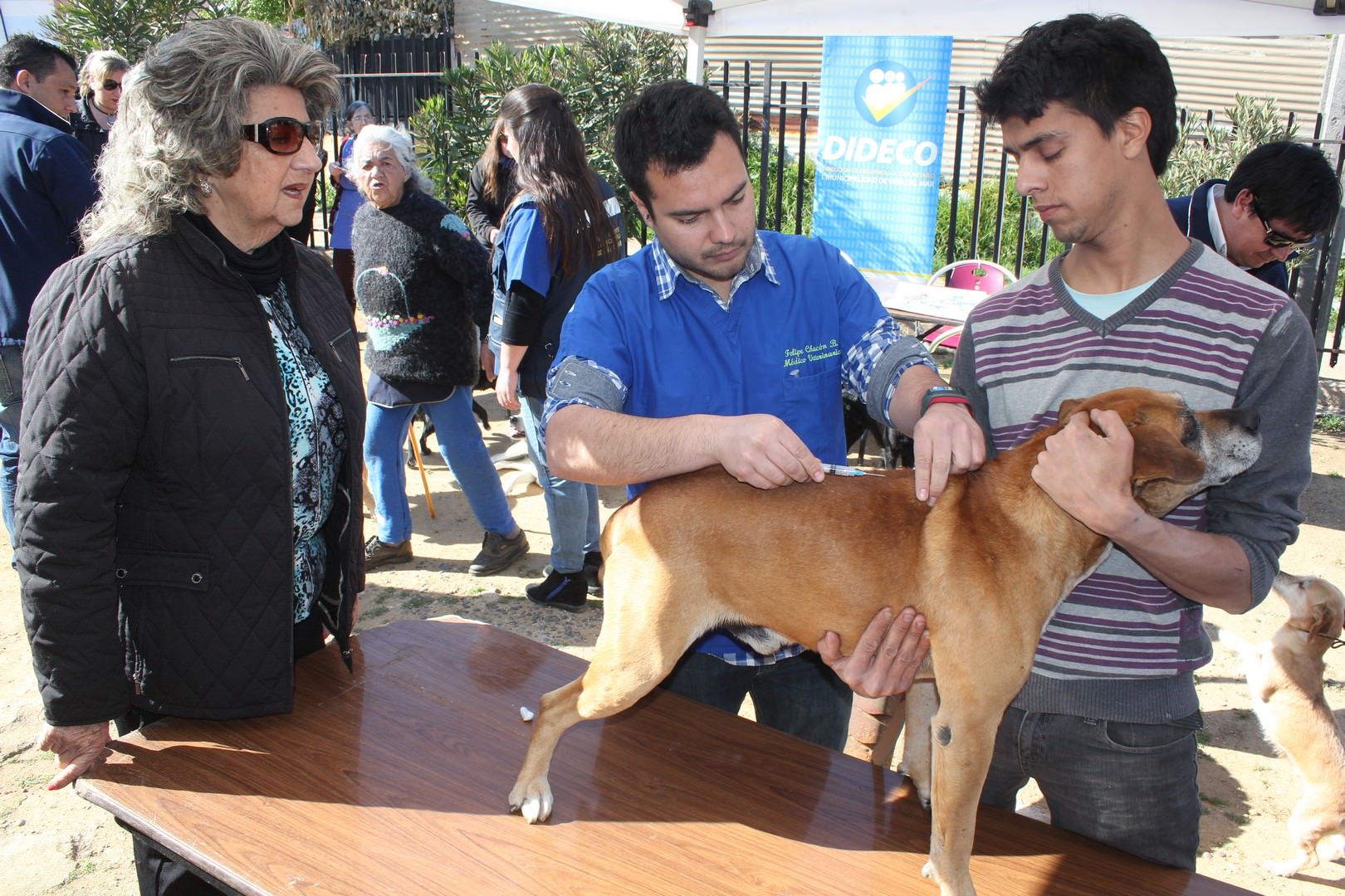 Municipio viñamarino realizó exitoso operativo de vacunación de mascotas