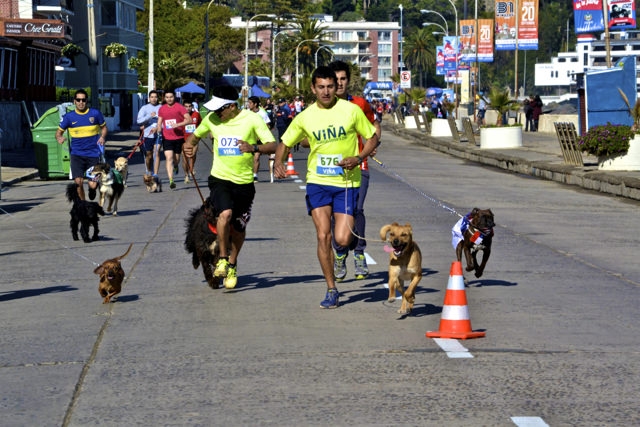 Municipalidad de Viña del Mar invita a ultima fecha de Perrorunning 2014