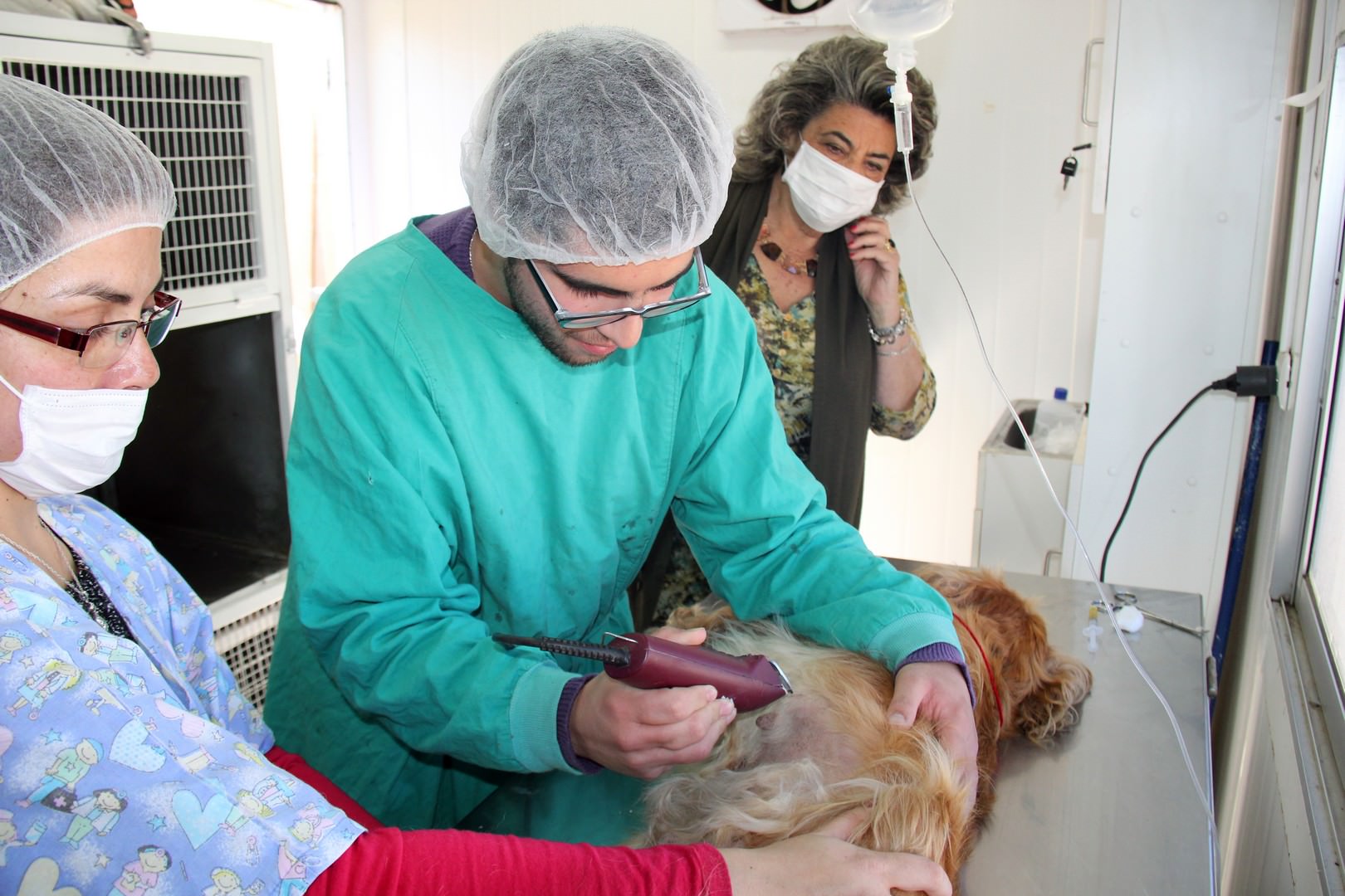 Municipio de Viña del Mar informa calendario de esterilizaciones caninas para diciembre