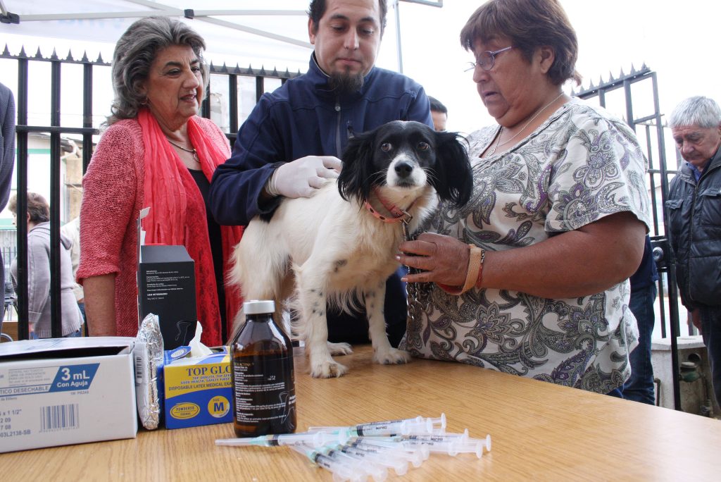 Imagen principal: Municipalidad de Viña del Mar entrega consejos para que perros no sufran con fuegos artificiales