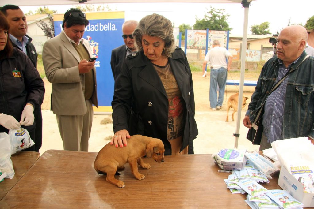 Imagen principal: Municipio de Viña del Mar ejecuta masivo programa de control canino contra las garrapatas