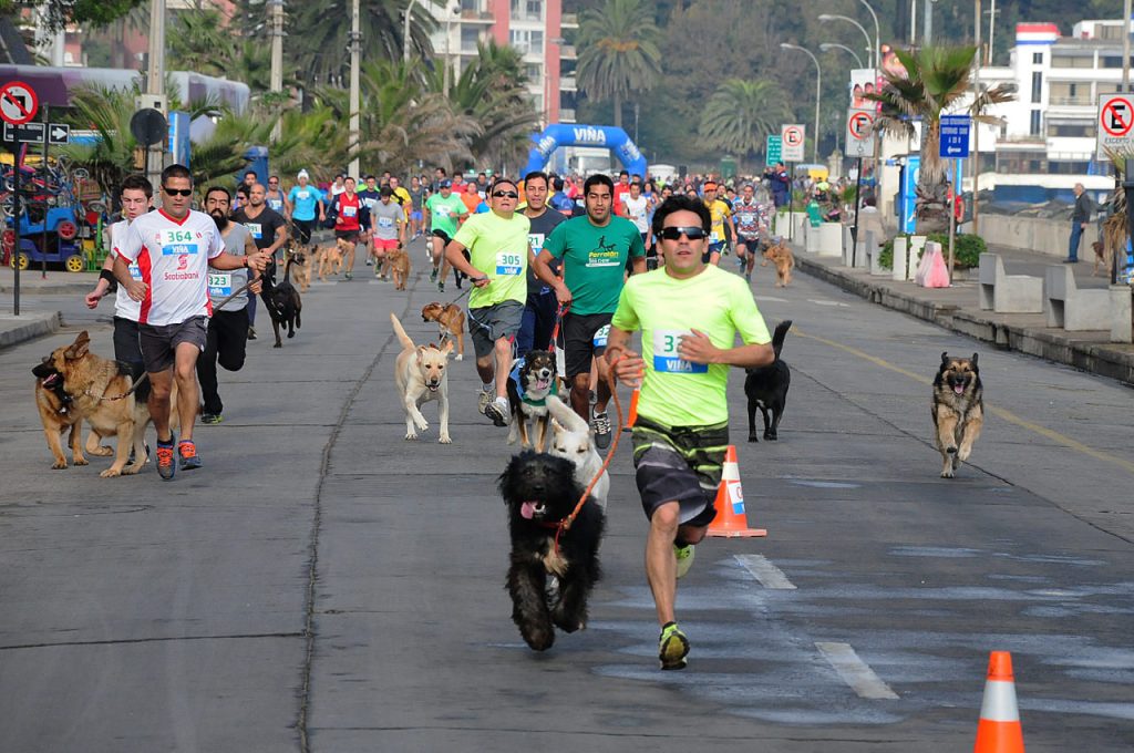 Imagen principal: Con gran número de participantes, Municipio de Viña del Mar, realizó Primera Perrorunning 2015