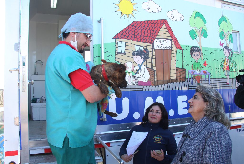 Imagen principal: Programa de esterilización  canina de la Municipalidad de Viña del Mar amplía atenciones a los días sábado
