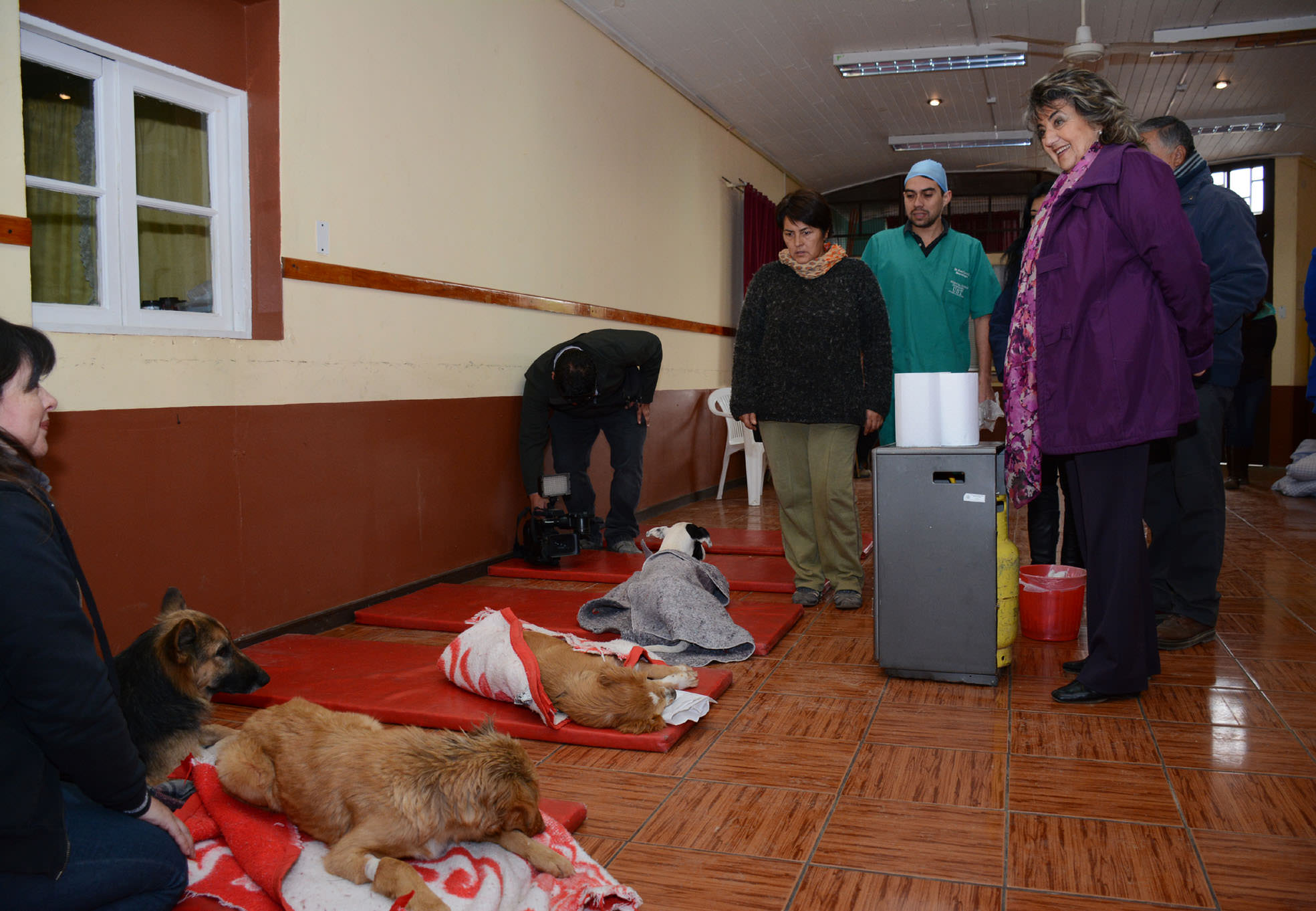 Municipio de Viña del Mar incorpora esterilizacion felina a su programa medio ambiental