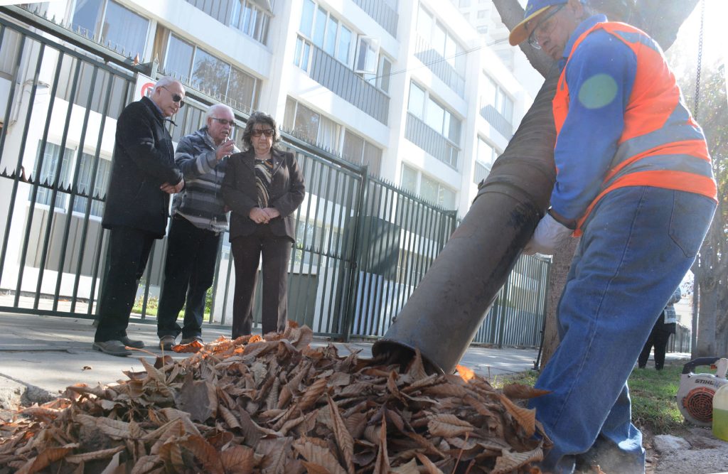 Imagen principal: Municipalidad de Viña del Mar realiza intenso operativo de retiro de hojas secas en la vía pública