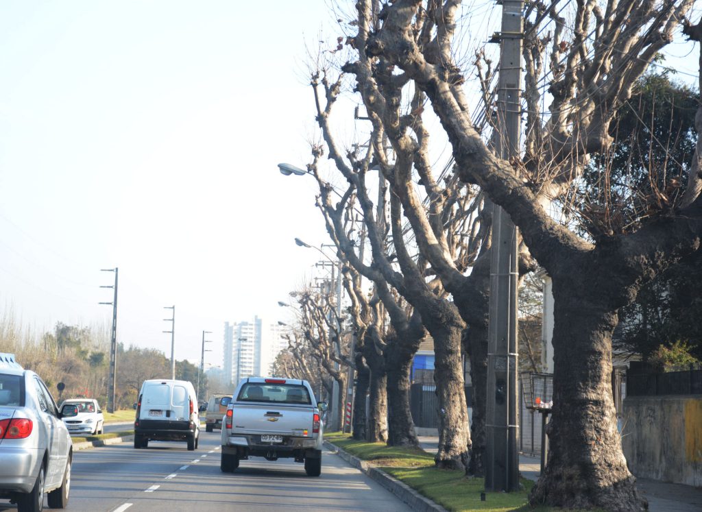 Imagen principal: Municipio de Viña del Mar adjudica servicio de conservación para 22 mil árboles ornamentales