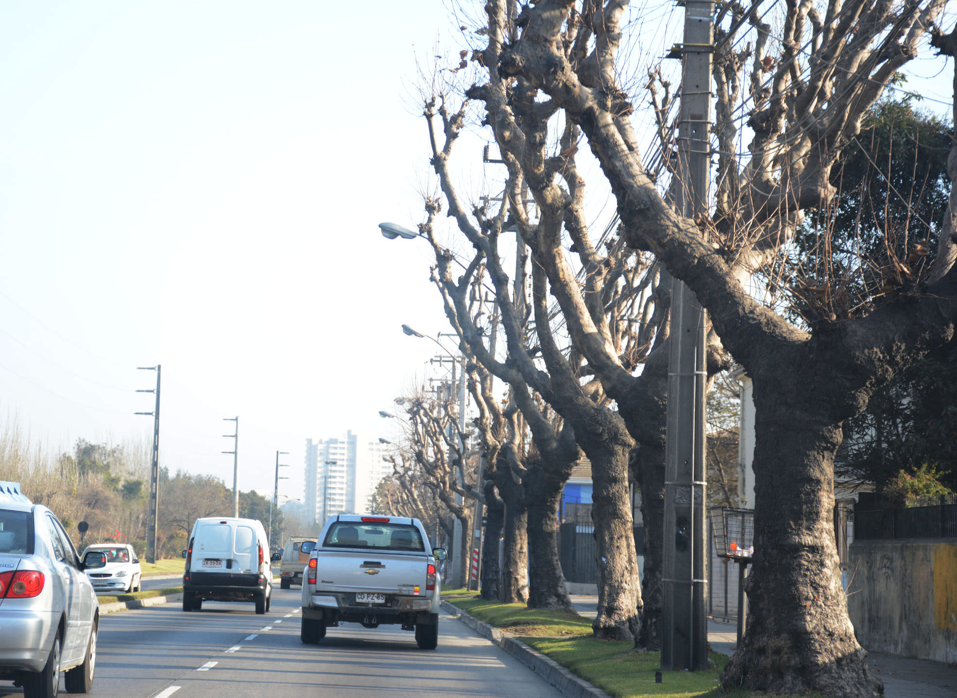 Municipio de Viña del Mar adjudica servicio de conservación para 22 mil árboles ornamentales