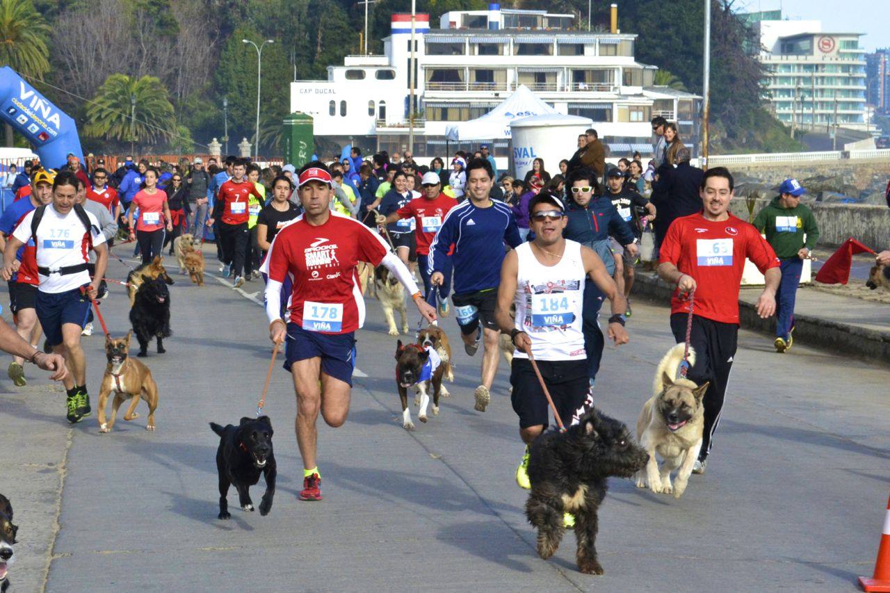 Temporal de viento y lluvia obliga a suspender en Viña del Mar, cuarta Perrorunning