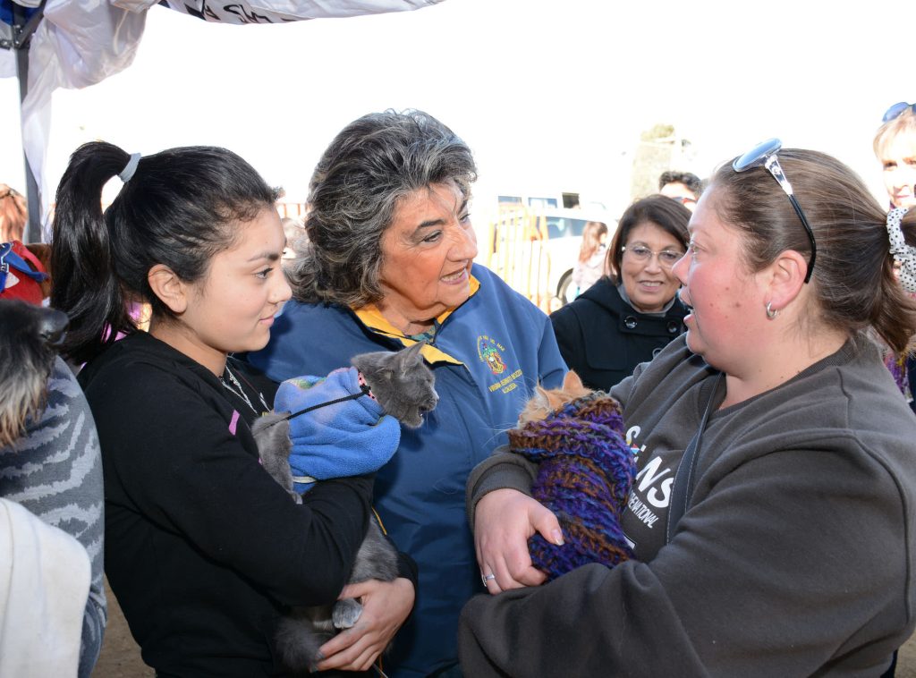 Imagen principal: Municipio de Viña del Mar desarrolló éxitoso  proyecto de esterilización felina