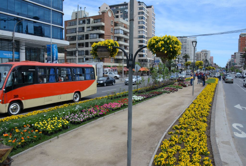 Imagen principal: Con flores de gran colorido, Viña del Mar se vestirá para temporada primavera- verano