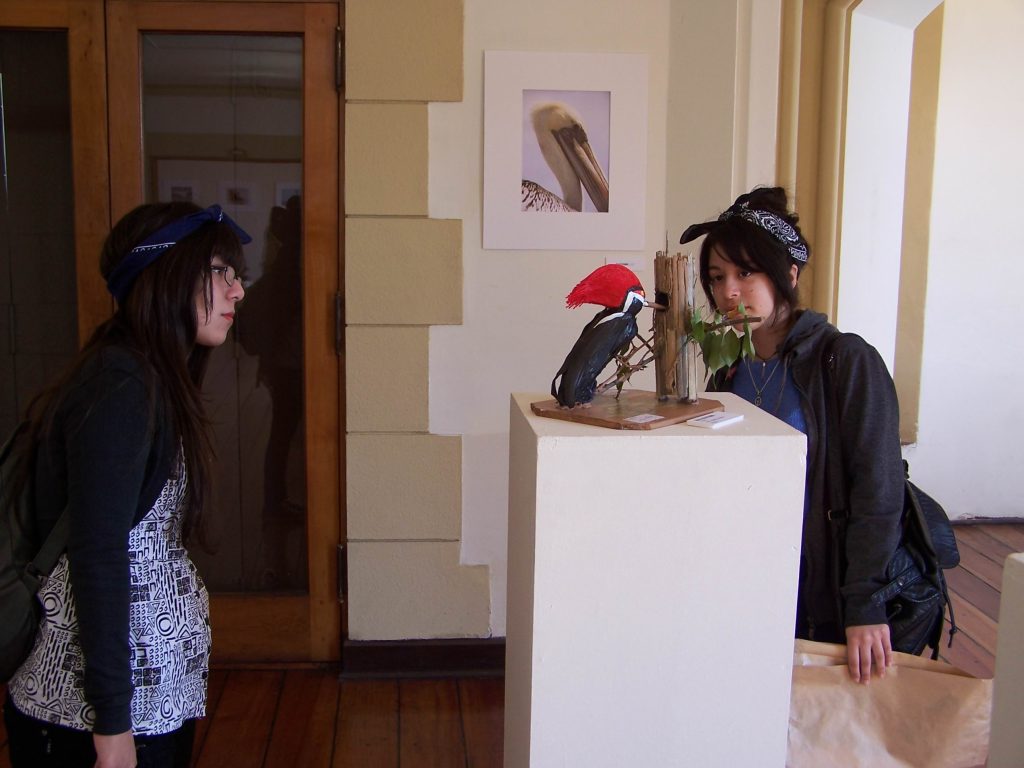 Imagen principal: Municipio de Viña del Mar invita a participar a concurso de  eco esculturas del Festival de Aves 2015