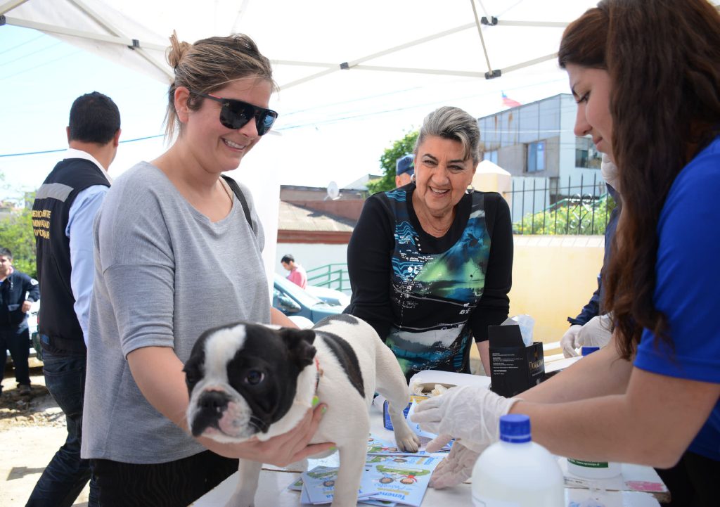 Imagen principal: Programa de protección sanitaria canina se realiza en diversos sectores de Viña del Mar