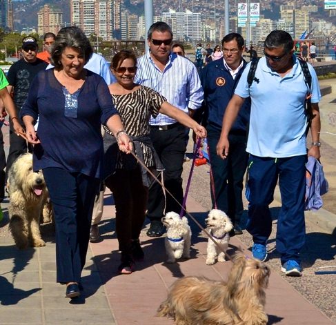 Municipalidad de Viña del Mar reitera consejos para que perros no sufran con fuegos artificiales