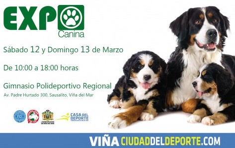Municipalidad de Viña del Mar invita a competencia canina con presencia de 600 perros de todo el país