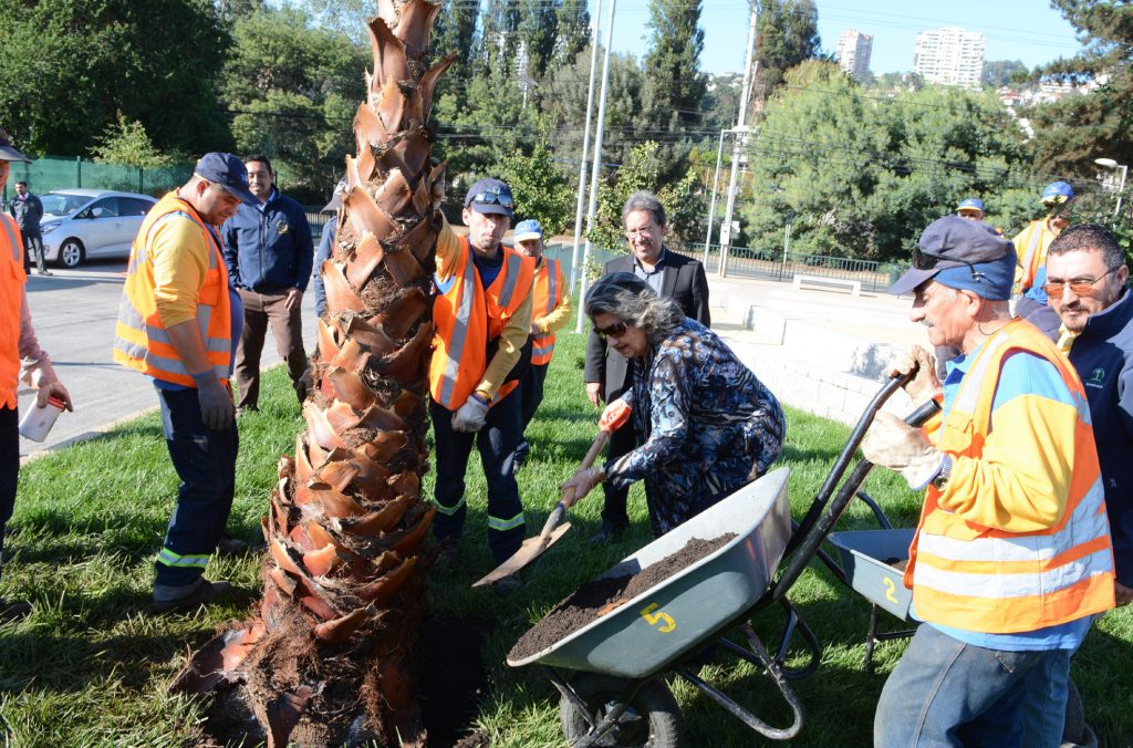 Imagen principal: Municipio de Viña del Mar inició plantación de 300 palmeras en vías urbanas de la comuna