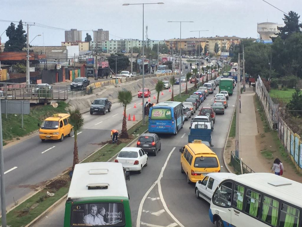 Imagen principal: Municipio de Viña del Mar continúa en Gómez Carreño plantación de palmeras para ornamentación urbana