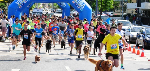 Este domingo se dará el vamos en Viña del Mar a las perrorunning 2016