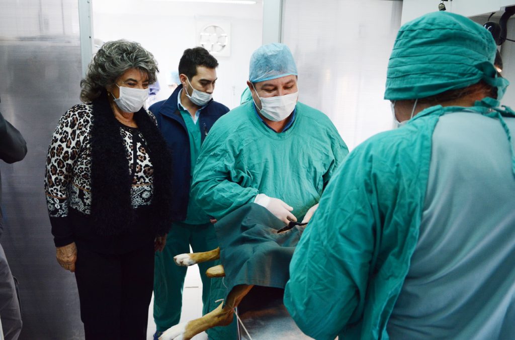 Imagen principal: Municipio de Viña del Mar esterilizó 10 mil perritas en unidad móvil