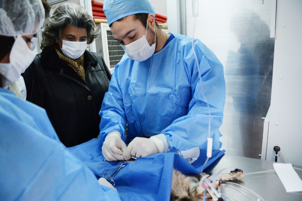 Imagen principal: Municipio de Viña del Mar trabaja en nuevos proyectos para esterilizar canes y felinos