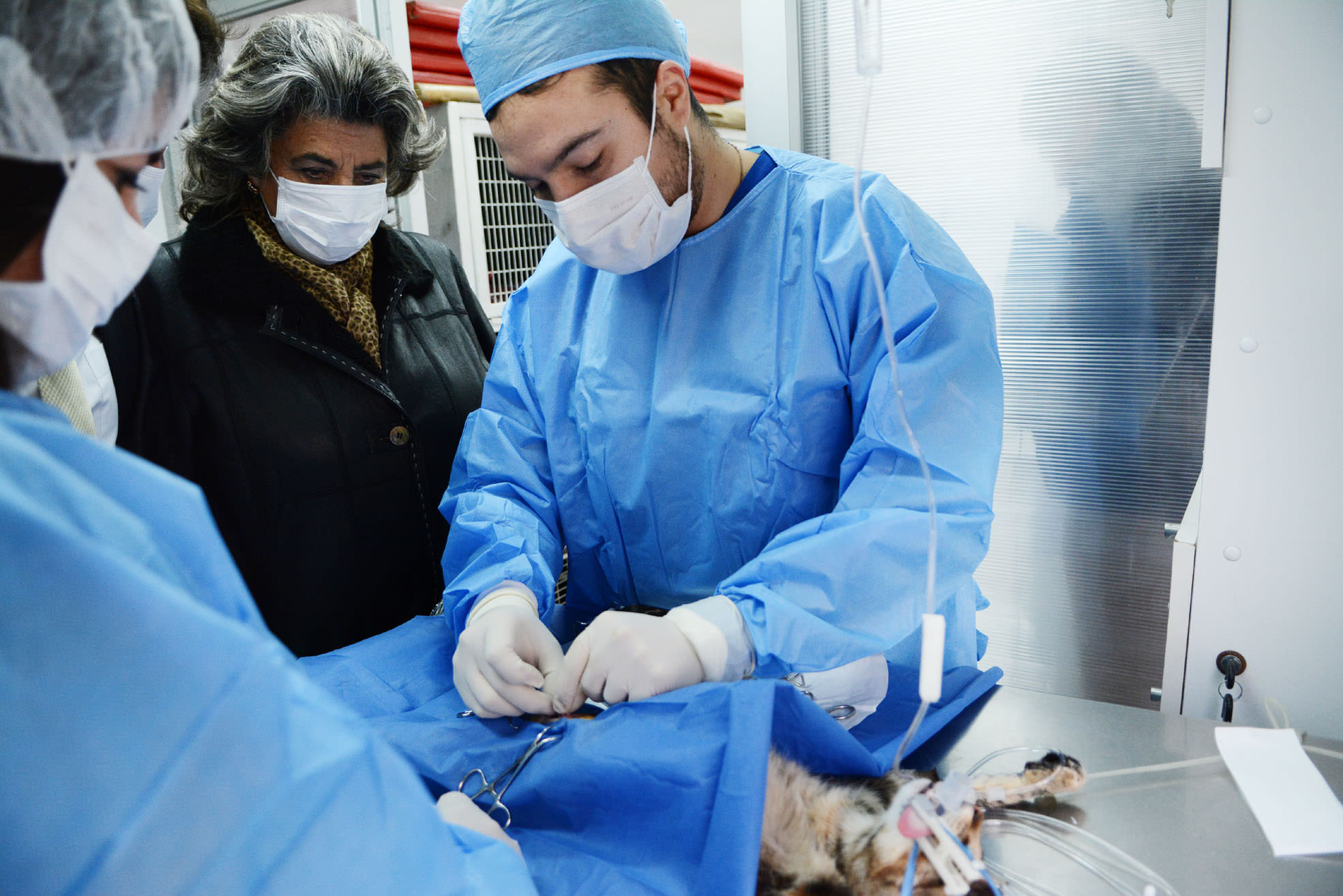 Municipio de Viña del Mar trabaja en nuevos proyectos para esterilizar canes y felinos