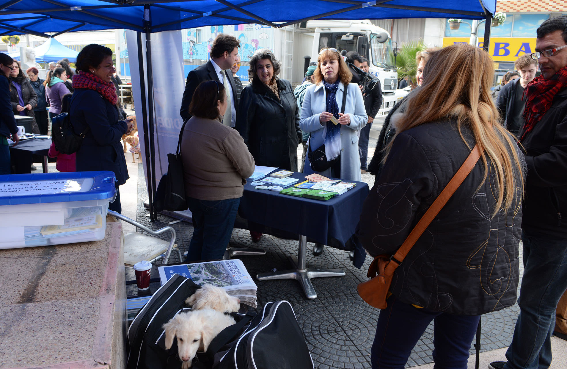 Municipio de Viña del Mar realizará nuevo operativo veterinario en plan de la ciudad