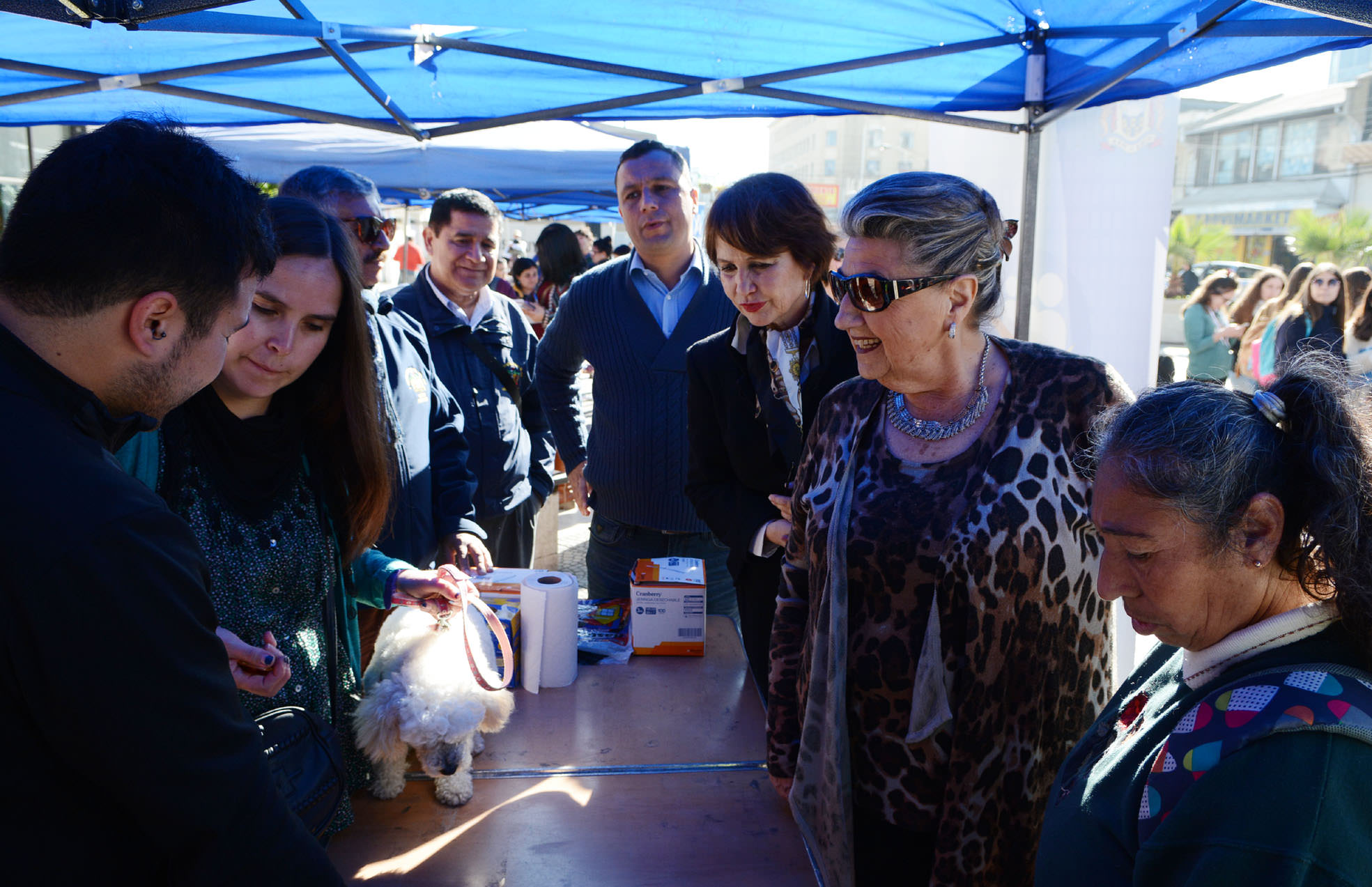 Más de 200 mascotas fueron atendidas en masivo operativo veterinario ejecutado por el municipio de Viña del Mar