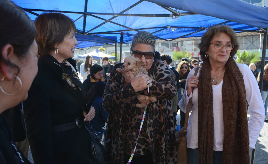 Imagen principal: Municipio de Viña del Mar fomenta adopción de mascotas