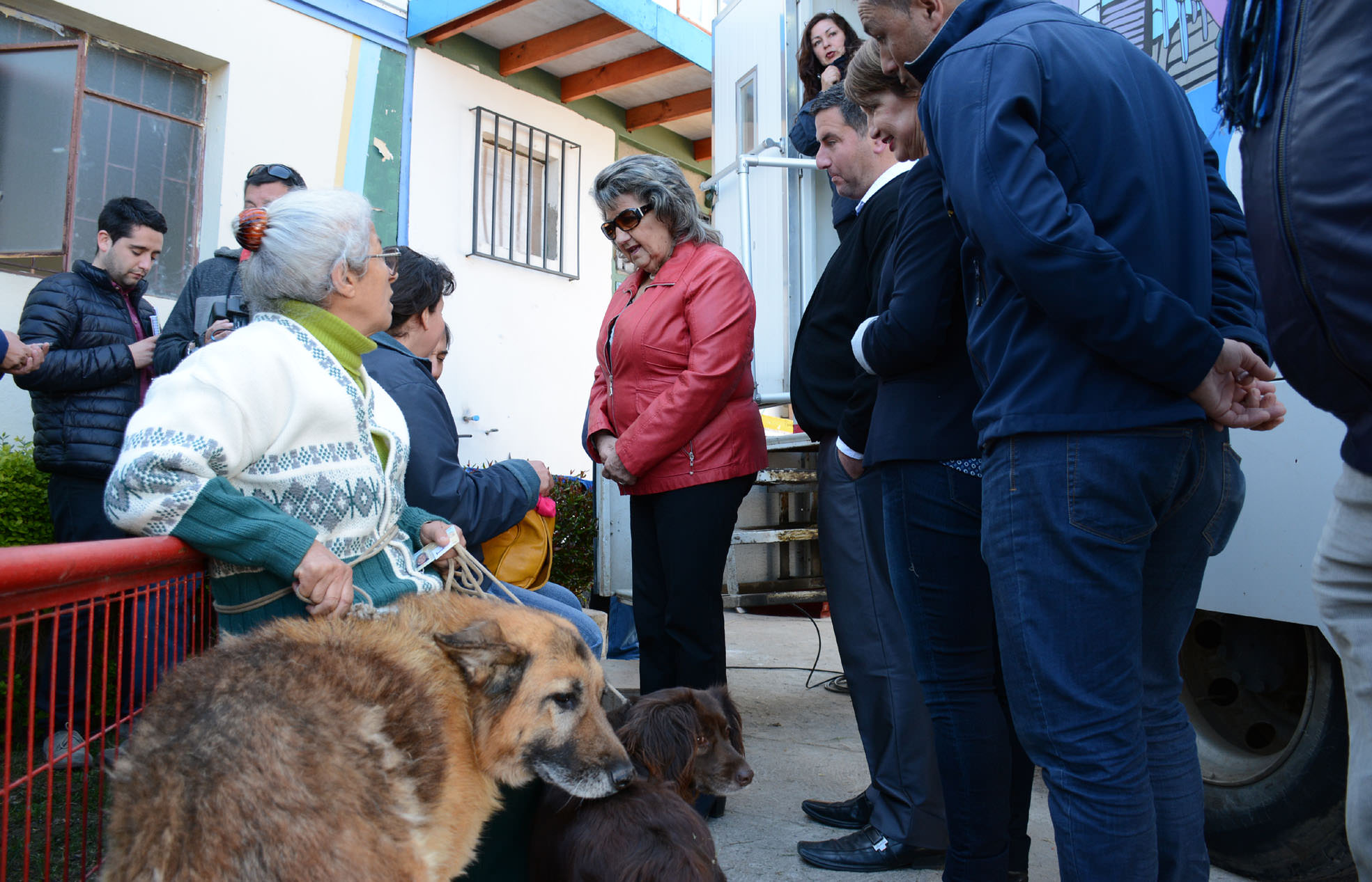 Programas de esterilización de mascotas ejecutados por el municipio de  Viña previenen el nacimiento de 1 millón de perros y gatos