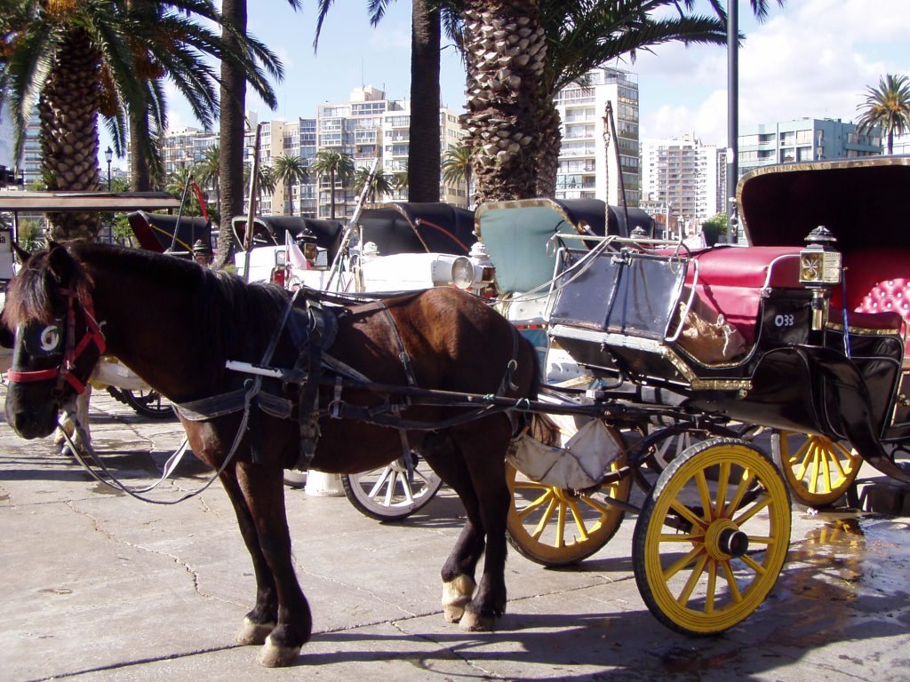 Imagen principal: Municipio de Viña del Mar da fuerte señal sobre  funcionamiento de los coches victorias