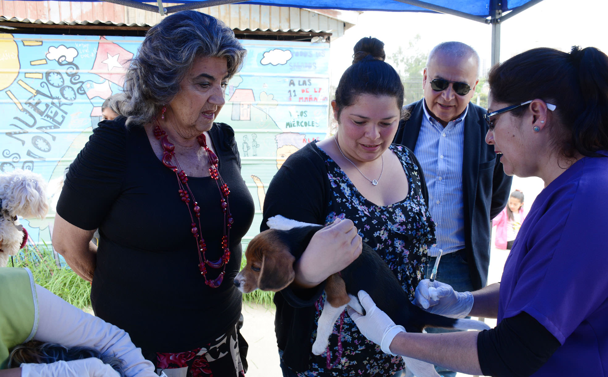 Municipio de Viña del Mar aplicará 30 mil dosis  a mascotas para combatir plaga de garrapatas