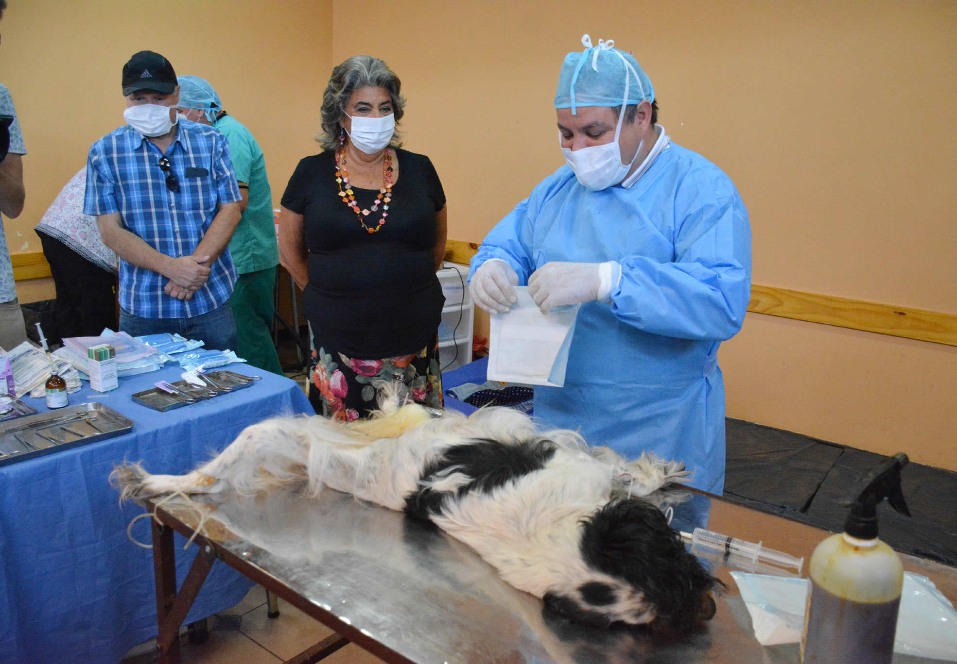 Municipio de Viña del Mar continúa  programa sostenido de esterilización con intervención de 3.000 nuevas mascotas