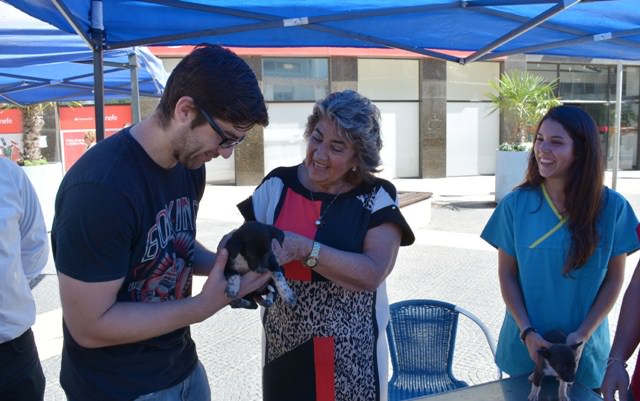 Municipalidad de Viña del Mar refuerza programa de tenencia responsable de mascotas