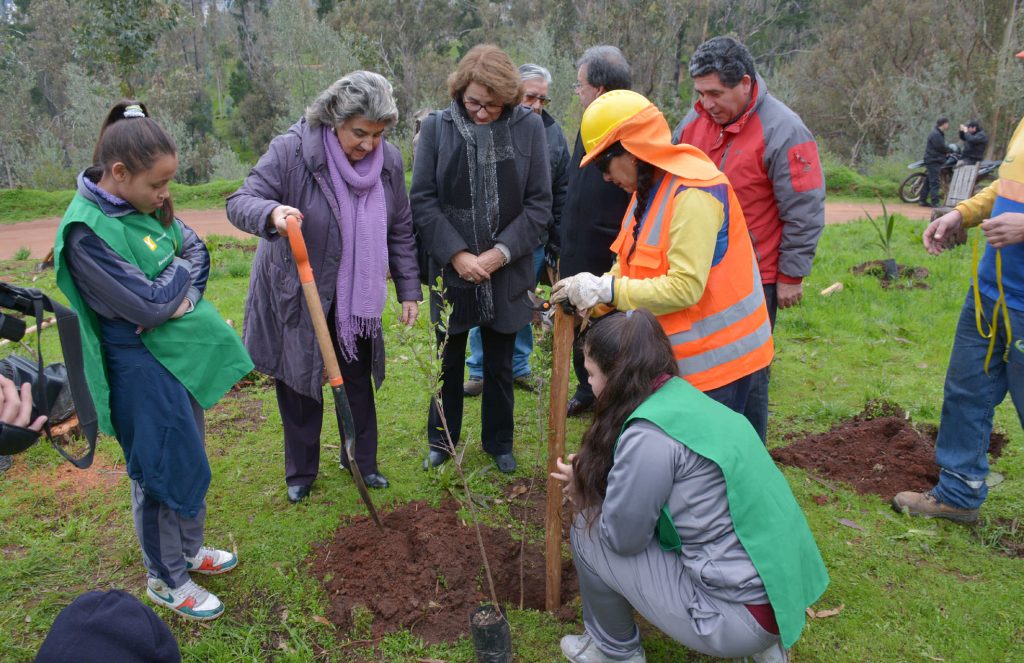 Imagen principal: Municipio de Viña del Mar da nueva vida a parque de la Quinta Vergara con especies nativas