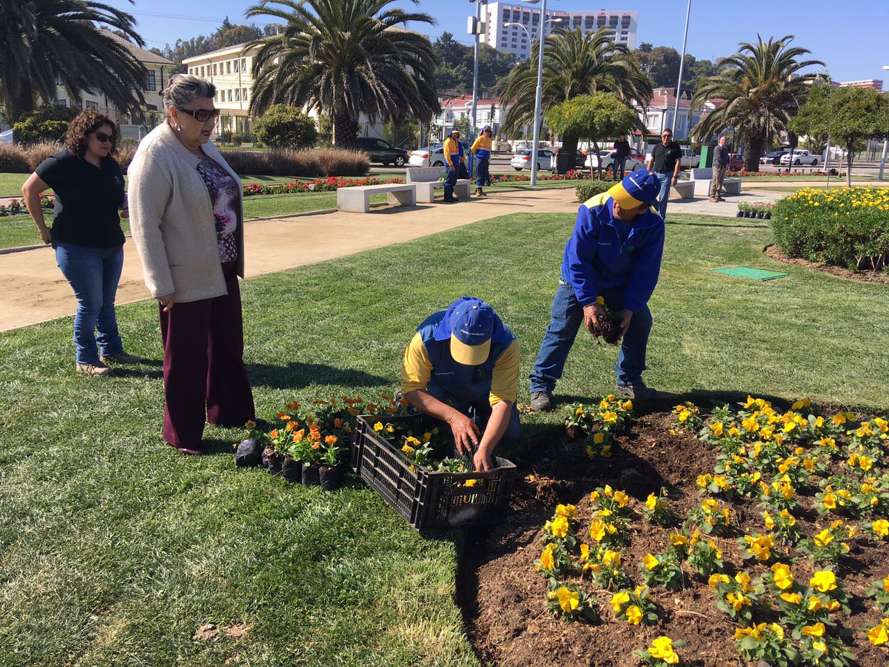 Con recambio floral, municipio de  Viña del Mar da la bienvenida  a la primavera