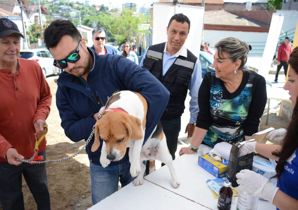 Imagen principal: Municipio de Viña del Mar realizará operativos veterinarios en sectores altos de la ciudad