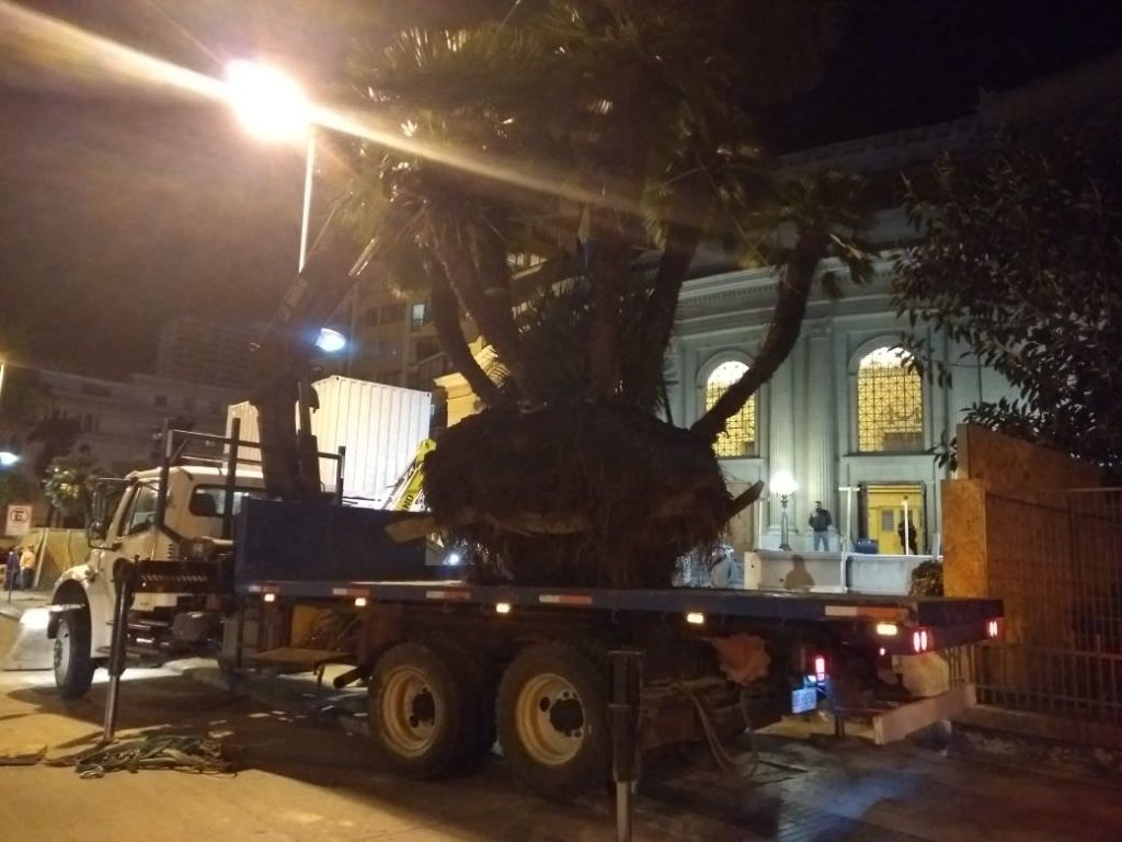 Imagen principal: Municipio de Viña del Mar reubicó palmeras del Teatro Municipal en reloj de flores