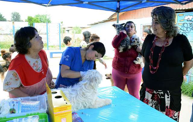 Municipio de Viña del Mar extiende  operativos veterinarios a  diciembre