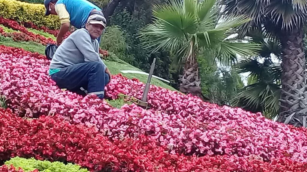 Imagen principal: Acciones legales contra jóvenes que manipularon el Reloj de flores interpondrá alcaldesa Virginia Reginato